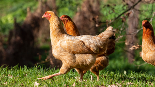 These lab-grown chicken nuggets will blind you with science